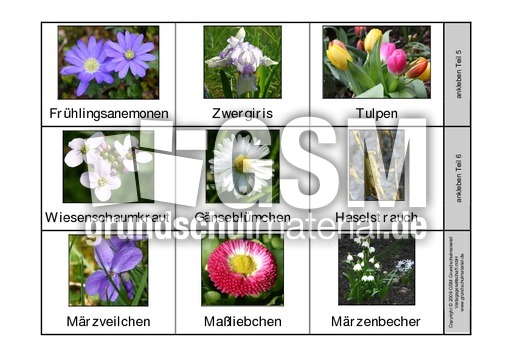 Leporello Fruhbluher Fruhlingsblumen 2 Fruhbluher Leporellos Fruhling Jahreszeiten Hus Klasse 3 Grundschulmaterial De