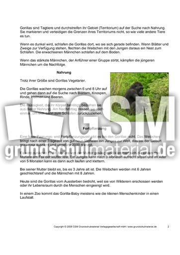 Gorilla Steckbrief Seite 1 2 Tiersteckbriefe Lesen Steckbriefe Tiere Sachthemen Hus Klasse 3 Grundschulmaterial De