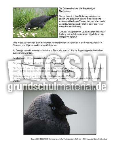 steckbrief dohle steckbriefe vogel tiere sachthemen hus klasse 3 grundschulmaterial de