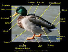 Foto In Der Grundschule Die Stockente Themen Und Projekte Hus Klasse 2 Grundschulmaterial De