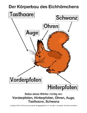 Korperbau Eichhornchen Arbeitsblatt In Der Grundschule Eichhornchen Steckbrief Eichhornchen Werkstatt Hus Klasse 3 Grundschulmaterial De