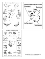 Druckvorlagen In Der Grundschule Eichhornchen Werkstatt Hus Klasse 3 Grundschulmaterial De