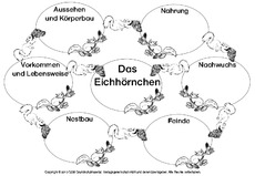 Arbeitsblatt In Der Grundschule Mindmap Eichhornchen Eichhornchen Werkstatt Hus Klasse 3 Grundschulmaterial De