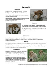 Affe In Der Grundschule Tiersteckbriefe Lesen Steckbriefe Tiere Sachthemen Hus Klasse 3 Grundschulmaterial De